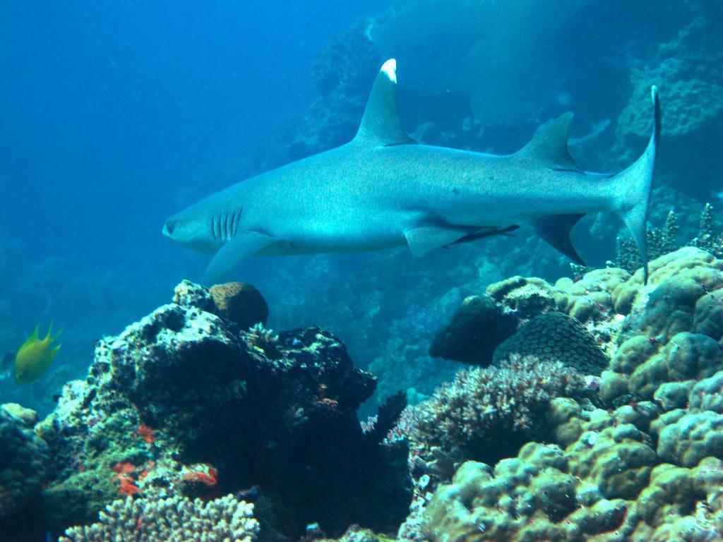 Mantaray Island Resort Nanuya Balavu Island Ngoại thất bức ảnh