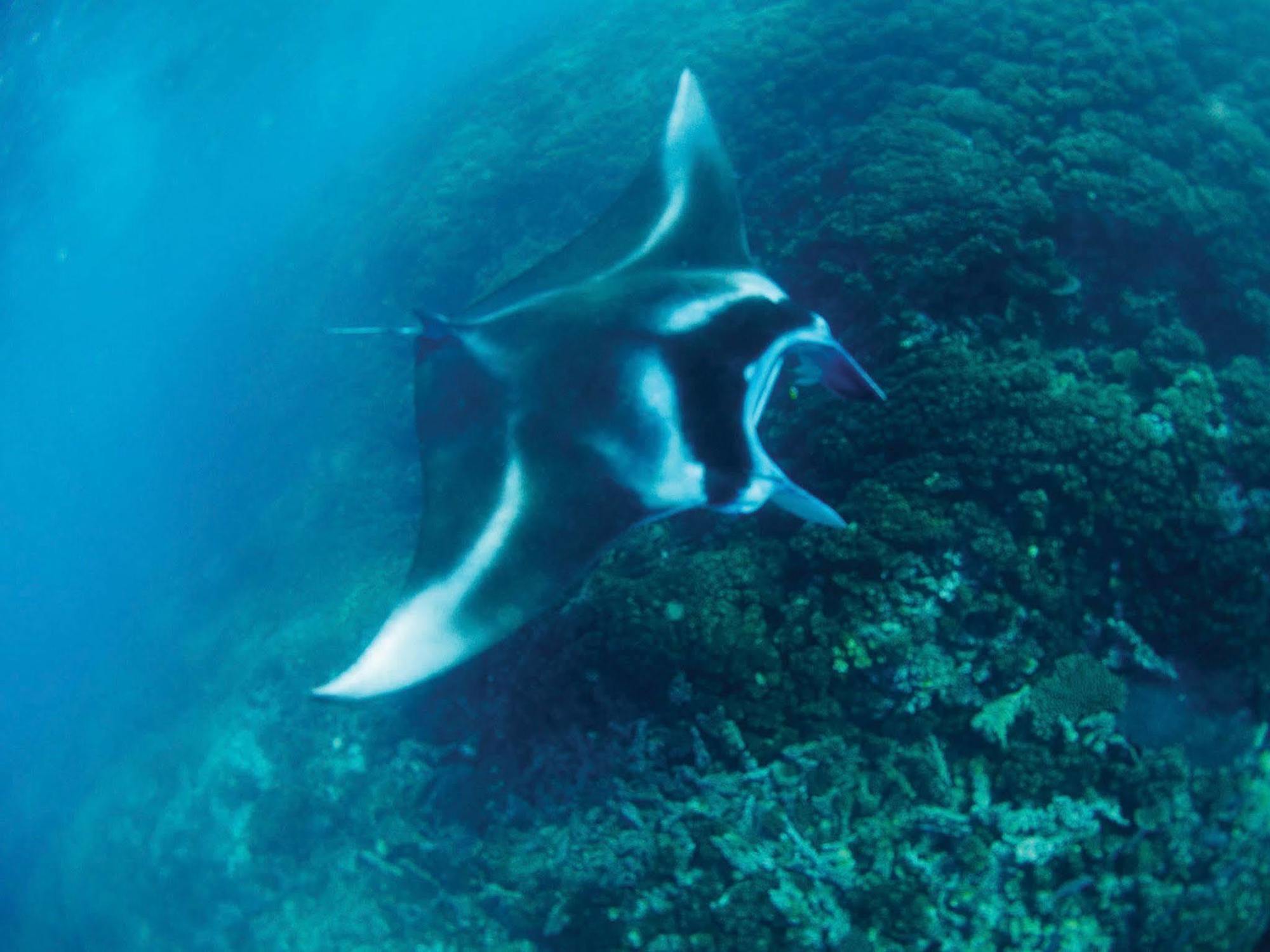 Mantaray Island Resort Nanuya Balavu Island Ngoại thất bức ảnh